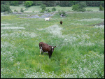 Contended Swedish Cows