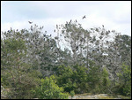 Eagle Food??