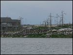 Dead Trees c/o Cormorants, Steelworks behind