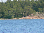 Cows on their own little island