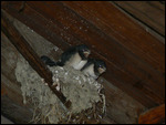 Hungry young swallows
