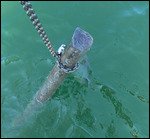 The Pole, with anchor chain wrapped around it