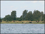 Cows Enjoying Themselves near Kristianopel