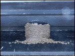 Late Arrivals – House Martin Chicks