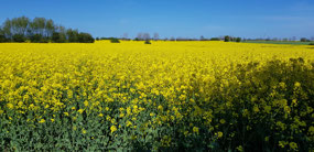 Rape is an important crop hereabouts