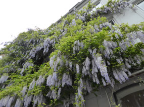 Fantastic Wisteria