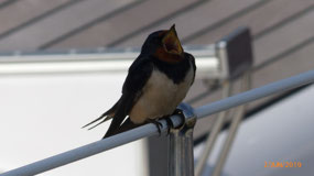Lovely swallow – huge insect-catching gape!