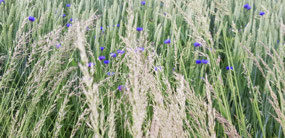 Lovely cornflowers