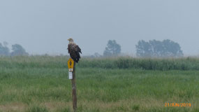 White-tailed sea eagle
