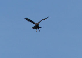 Again, in characteristic hover
