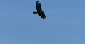 Rough-legged buzzard