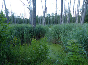 Beaver activity