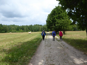 Approaching Protected Forest