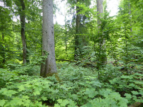 Straight oaks and tangled understorey