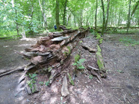 The Jagiello Oak, fell down in 1974