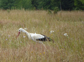 White stork hunting