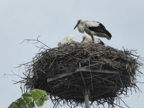Family of white storks in nest