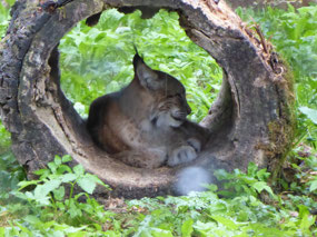 Lynx, sheltering from rain