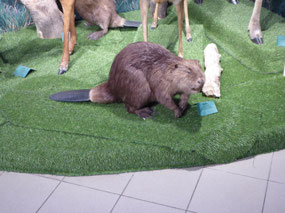 Close up of beaver