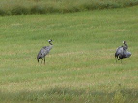 Eurasian Crane