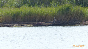 White tailed eagle