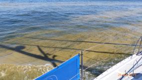 Blue green algae