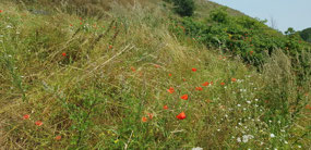 Nice meadow flowers