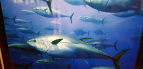 Tuna (yellowfin I think)