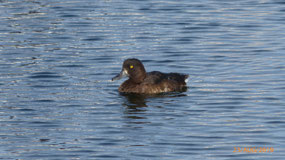 Female tufted duck