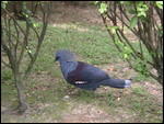 Blue rinse bird