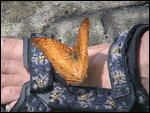 Butterfly on Sue's shoe