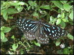 Blue spotted butterfly
