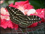 Butterfly with spots