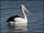 Big Pelican