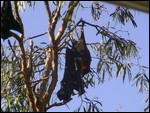 Black flying foxes