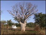 Another boab tree