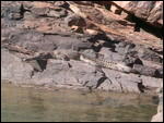 Camouflaged croc