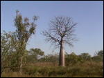 Boab tree