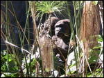 Gorilla in our midst