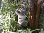 Koala cuteness