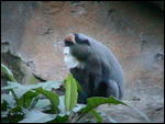 Da Brazza Guenon monkey