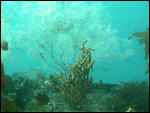 Black coral