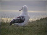 Albatross!