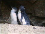 Blue penguins