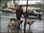 Professional dog walker