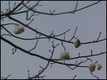 03 - It looks like cotton on a tree...