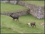 Llamas at Machu Picchu