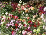 The flower of Butchart Gardens