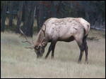 Hungry elk