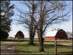 Barns at the Mississippi Delta
